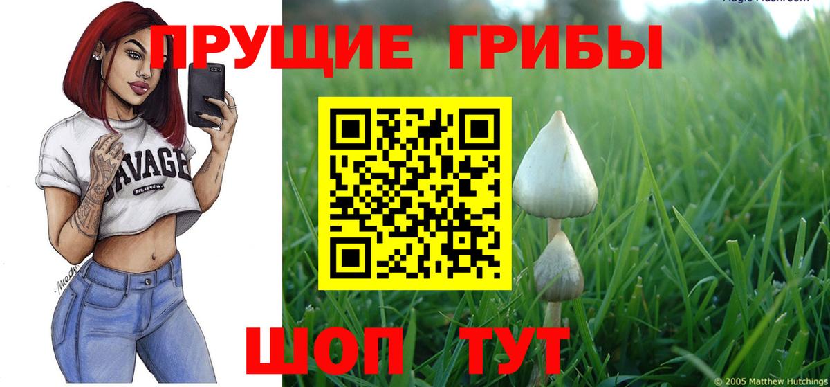 Галлюциногенные грибы мицелий  Вход с VPN  где купить наркоту  Галлюциногенные грибы Psilocybine cubensis  Кисловодск 